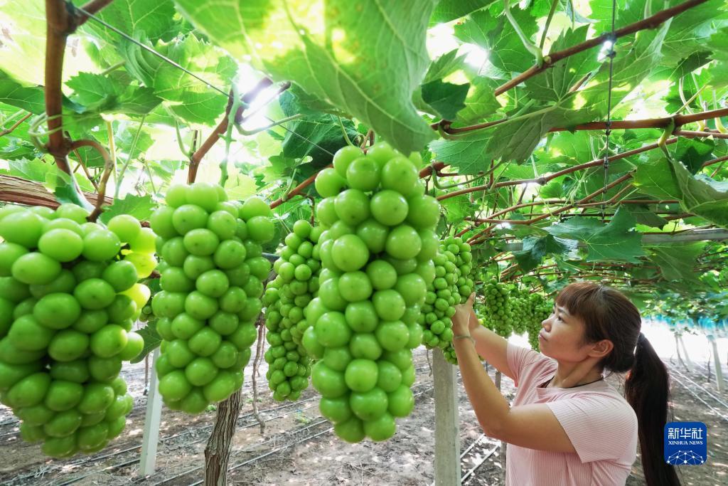 狮子老鹰游戏